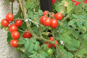 Миниатюрные помидоры (фото) – сорта, посадка и уход