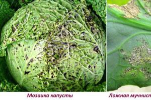 Интегрированная система защиты капусты от вредителей, болезней и сорных растений