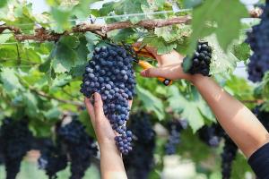 Подготовка винограда к зиме: как обрезать и укрыть виноград правильно Как приготовить кусты винограда к зиме
