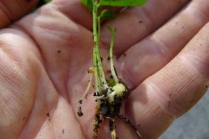 Выращивание цитрусовых в домашних условиях Обрезка и формировка